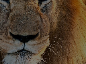 Lion IT Web Design & Digital Marketing